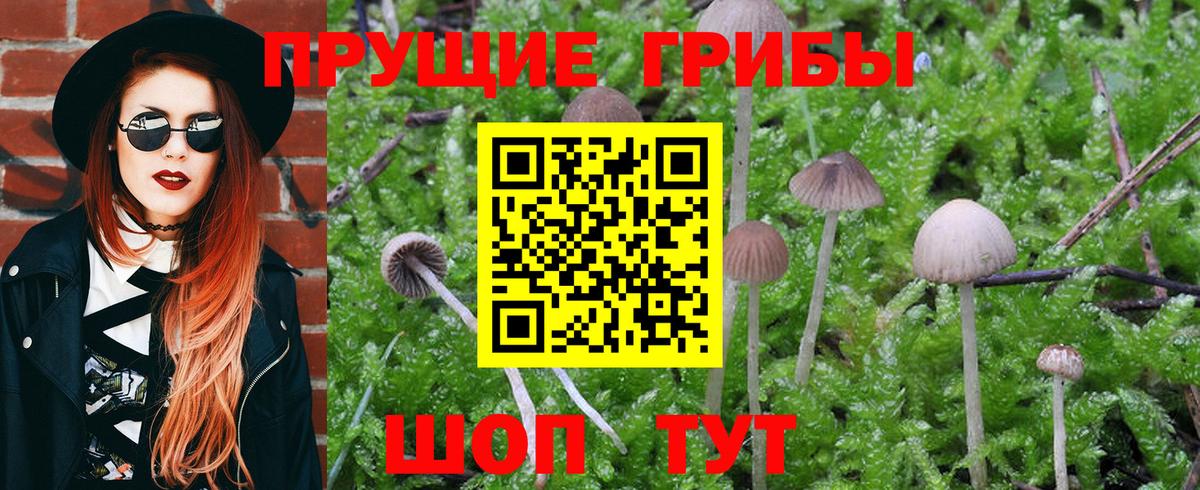 Галлюциногенные грибы Psilocybe Камень-на-Оби